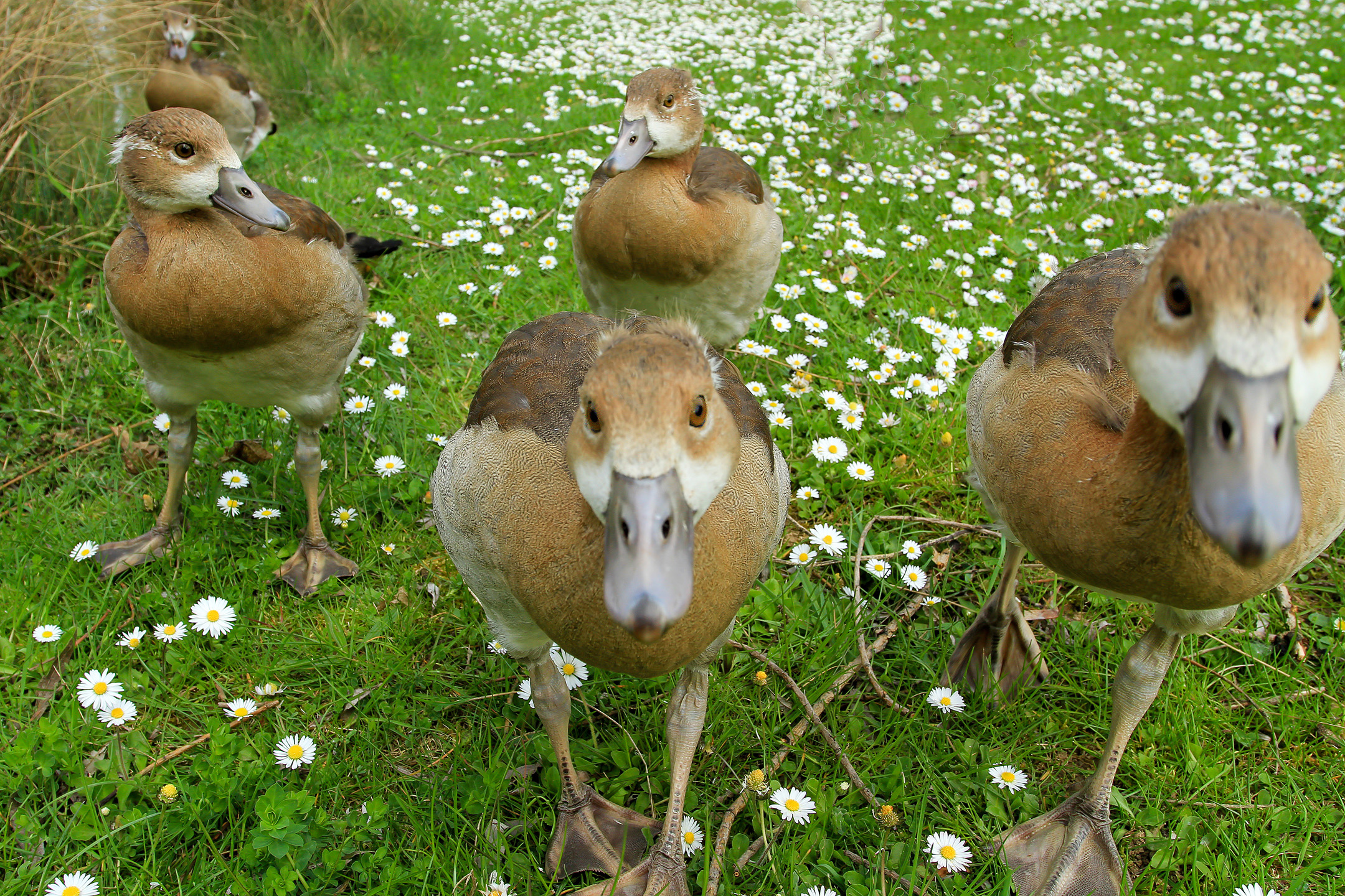Junge Nil-Gans-Gang